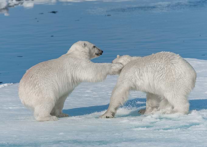 wild polar bear