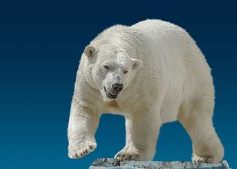 wild polar bear