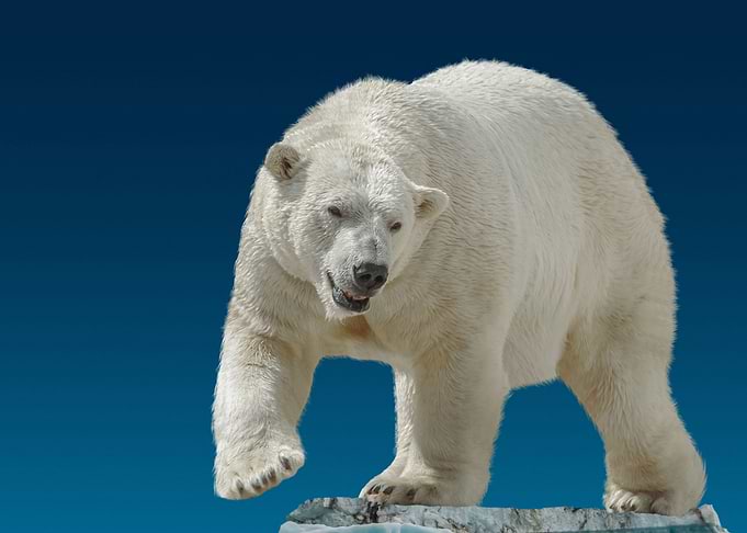 wild polar bear