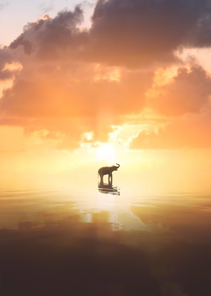 Mirror of Elephant