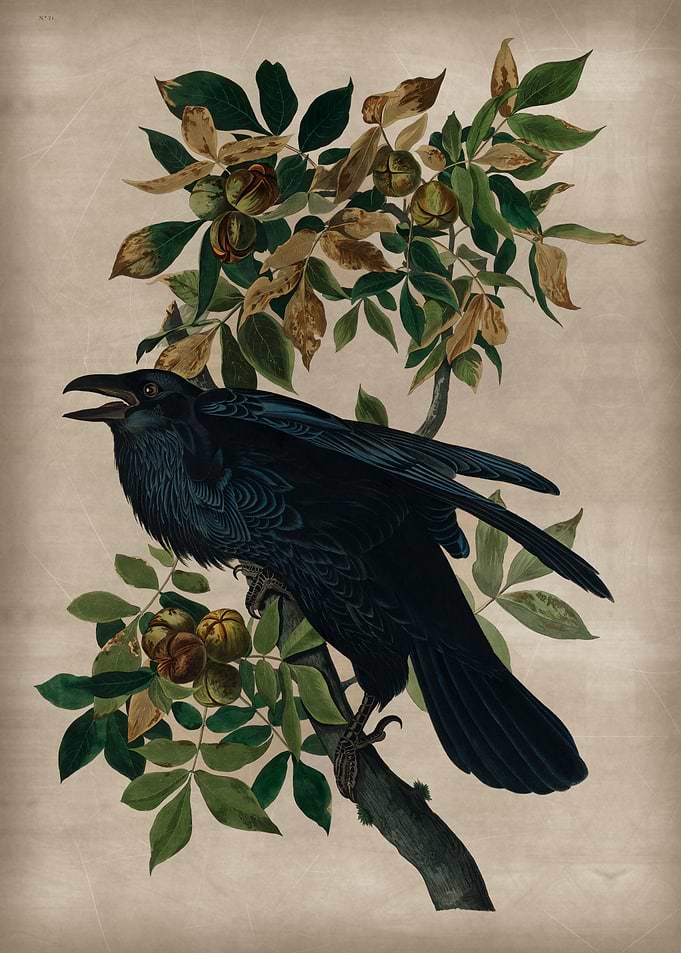 Black Raven 2