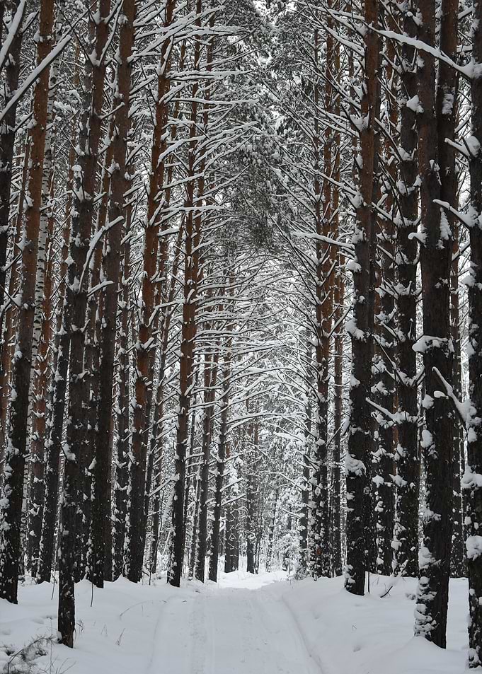 Frozen Forest