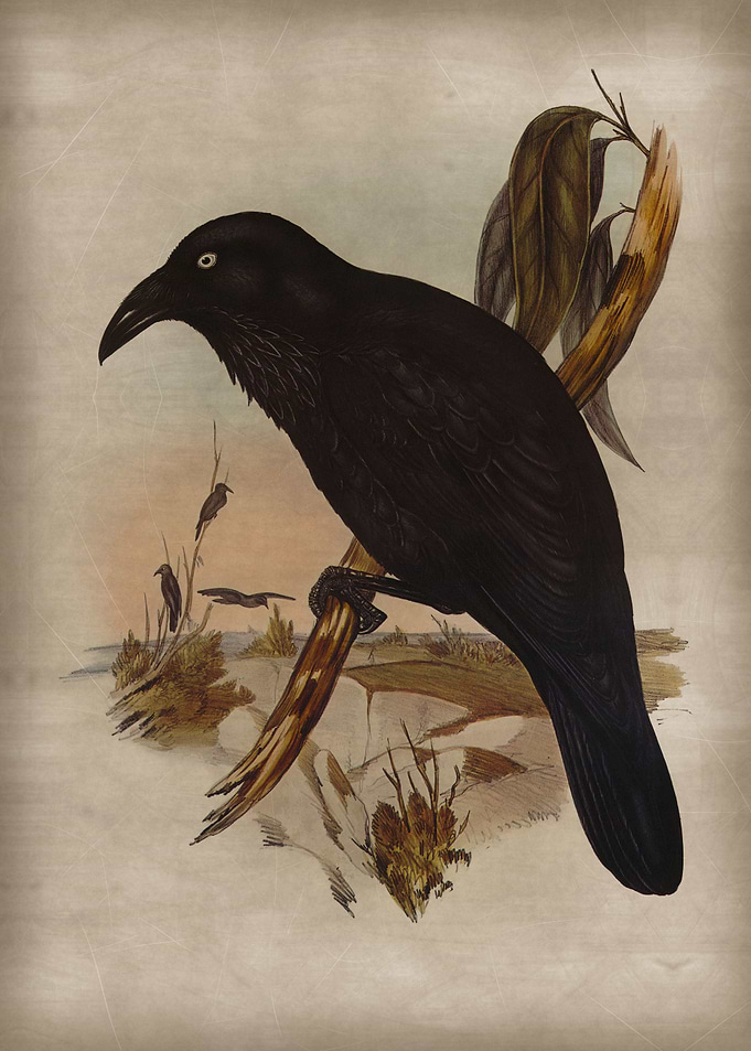 Black Raven 4