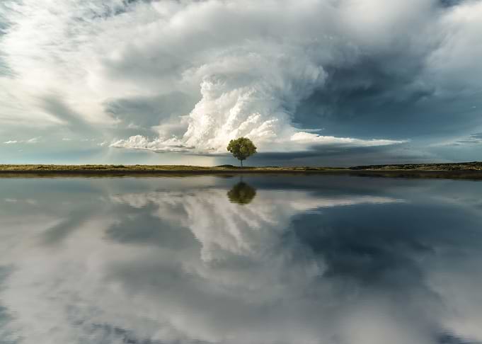 The tree