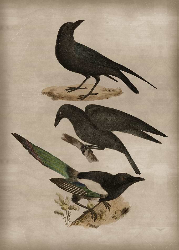 Black Raven 5