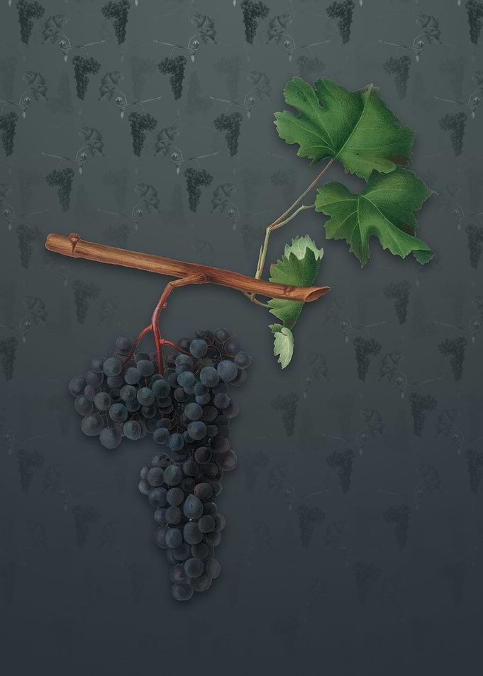 Vintage Dolcetto Grapes