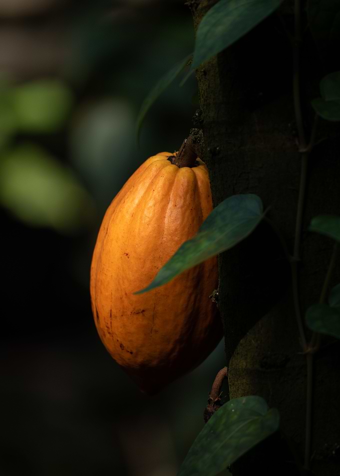 Cacao Tree Fruit
