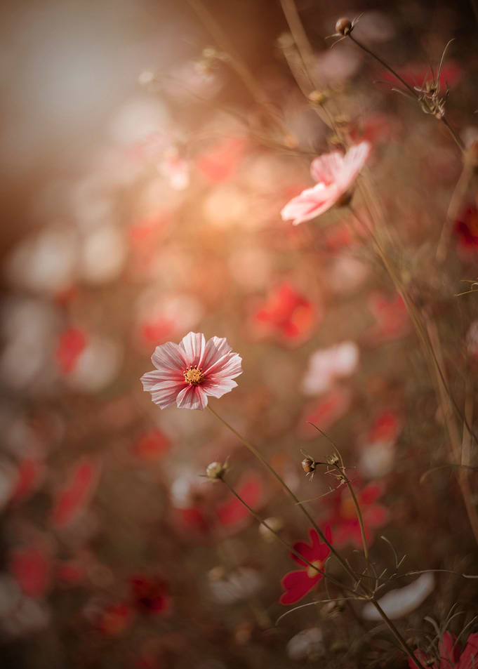Pink flower, macro, garden