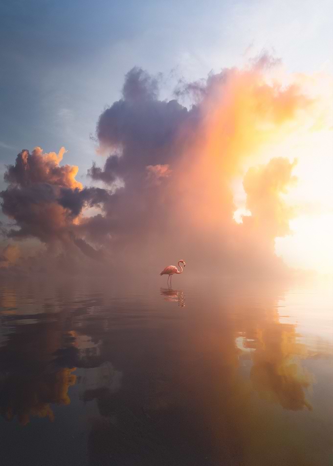 Mirror of Flamingo I