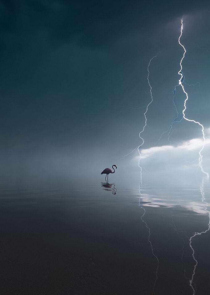 Mirror of Flamingo III