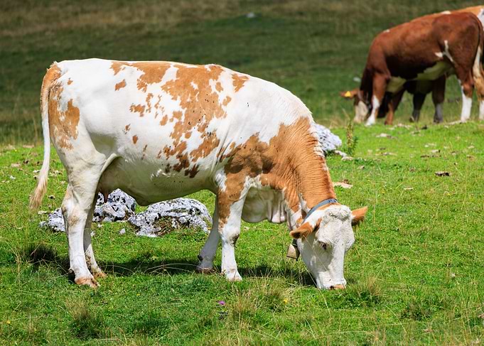Cows in Forcella Lerosa