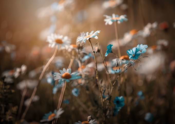 Summer meadow with flowers