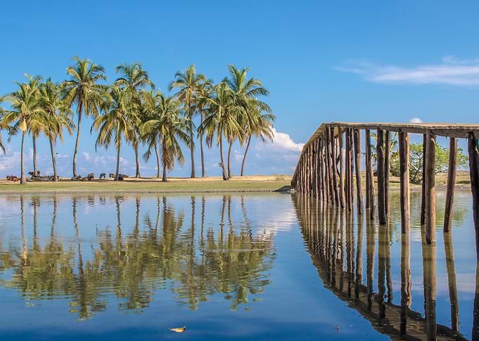 Coconut tree reflections