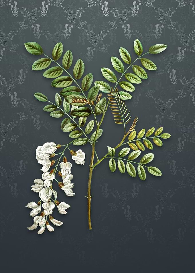 Vintage Black Locust