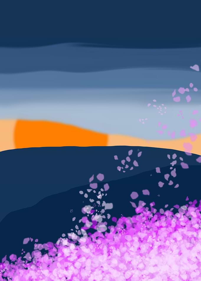 cherry blossoms