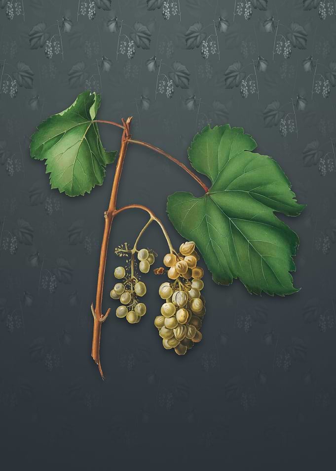 Vintage Friulli Grape