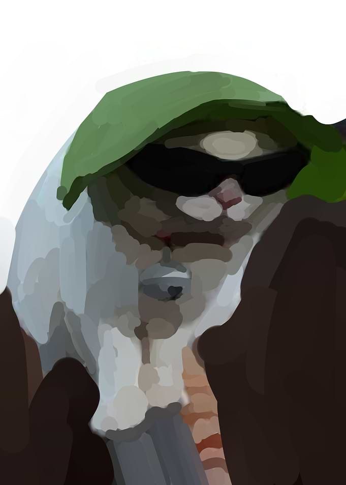 cool cat