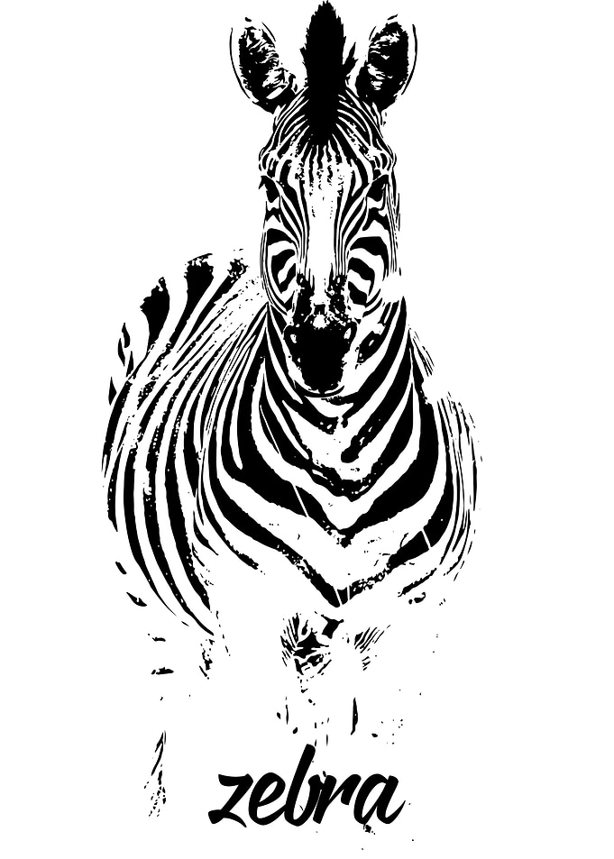 Zebra