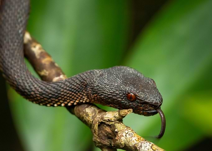 Mangrove Pit Viper