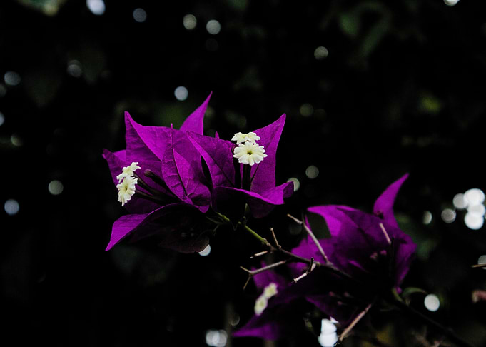Paper flower and darkness