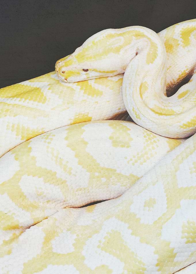 Albino Python