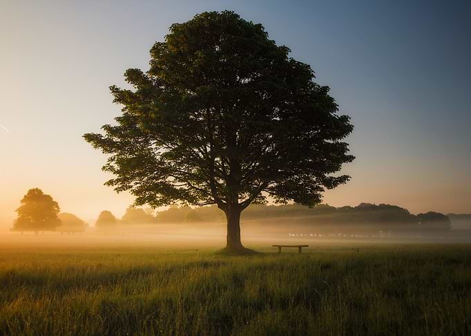 Lone Tree