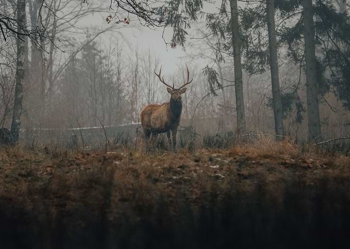 gray forest deer
