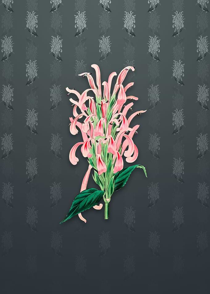 Justicia Carnea Flower