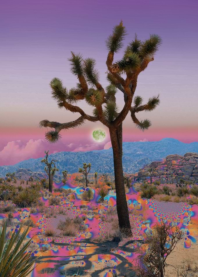 Desert Bloom