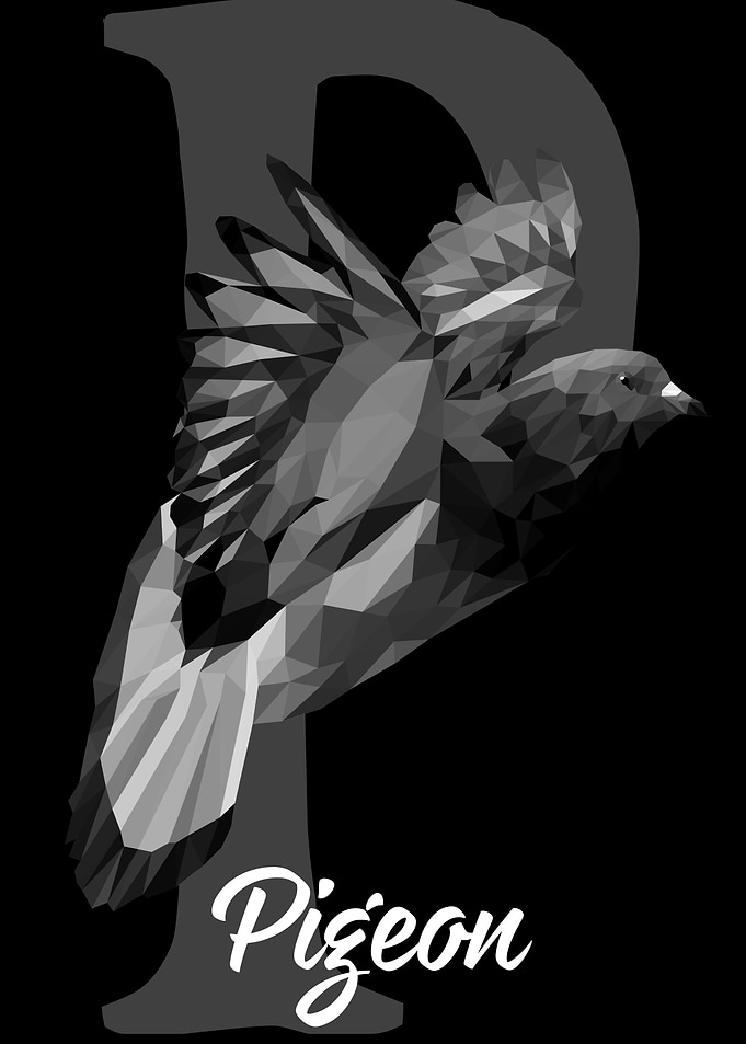 Pigeon