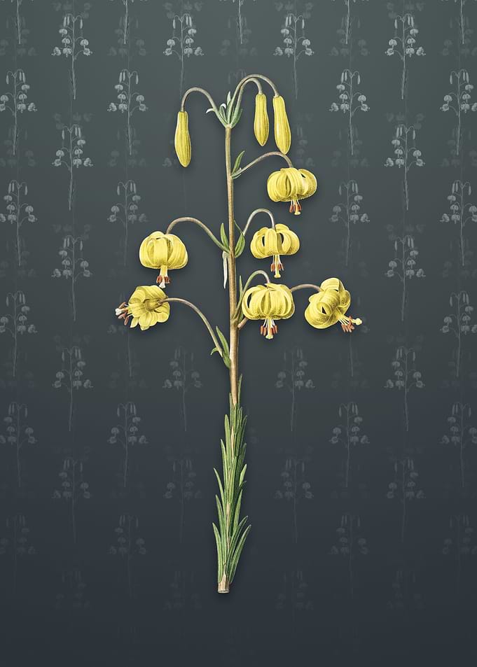 Vintage Lilium Pyrenaicum