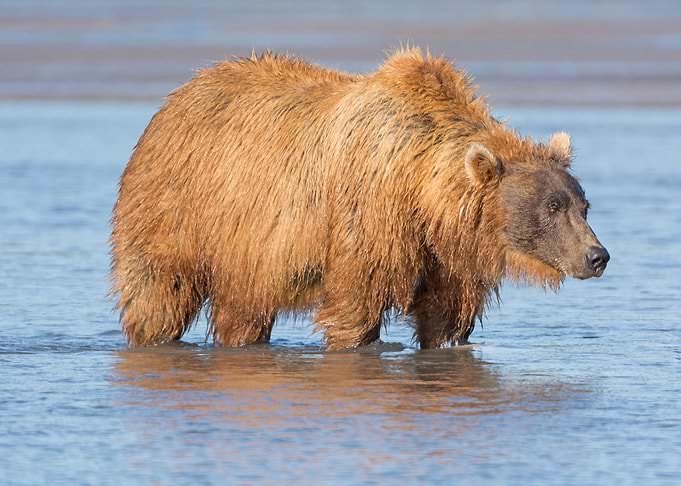 Bear Animal