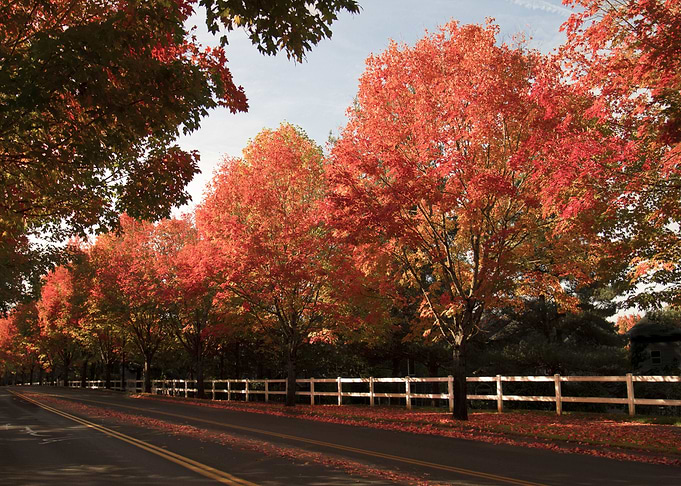 autumn trees