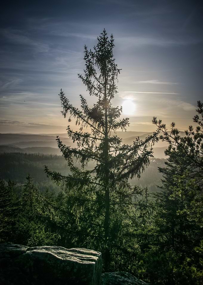 Forest Light
