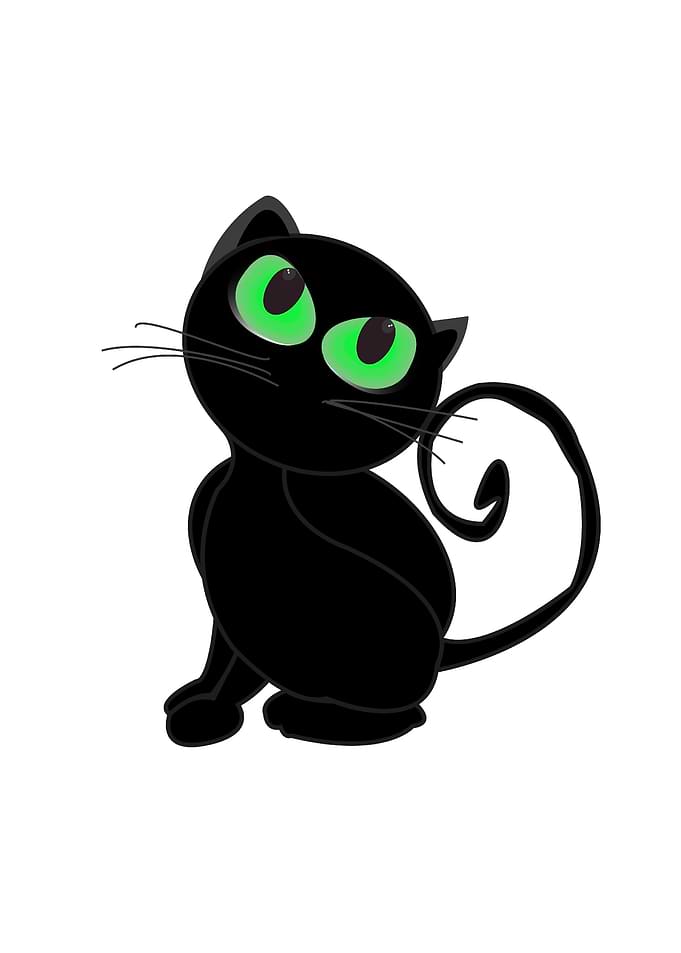 Black cat