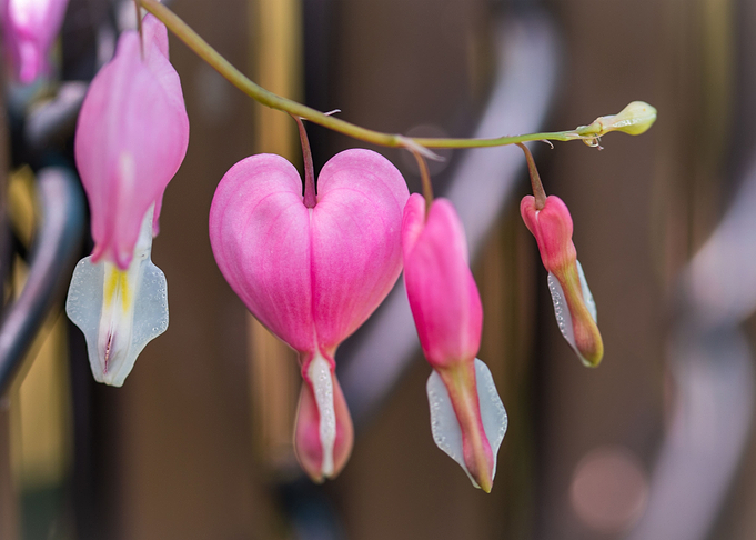 pink flower
