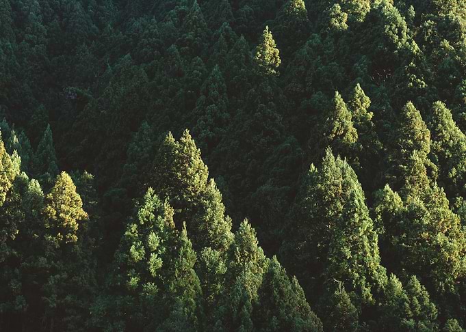 Rising Forest