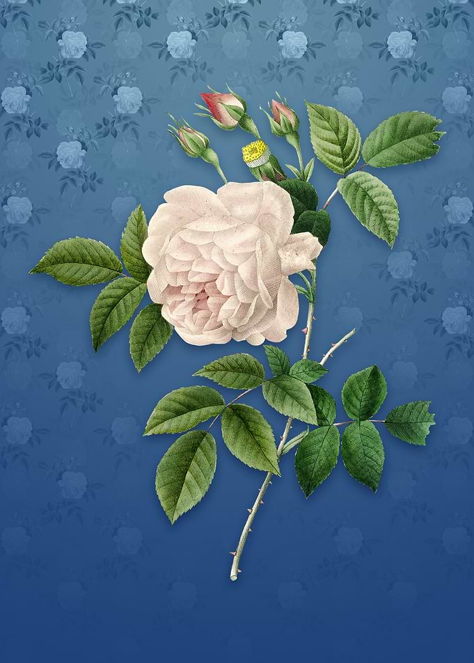 Vintage Rosa Indica