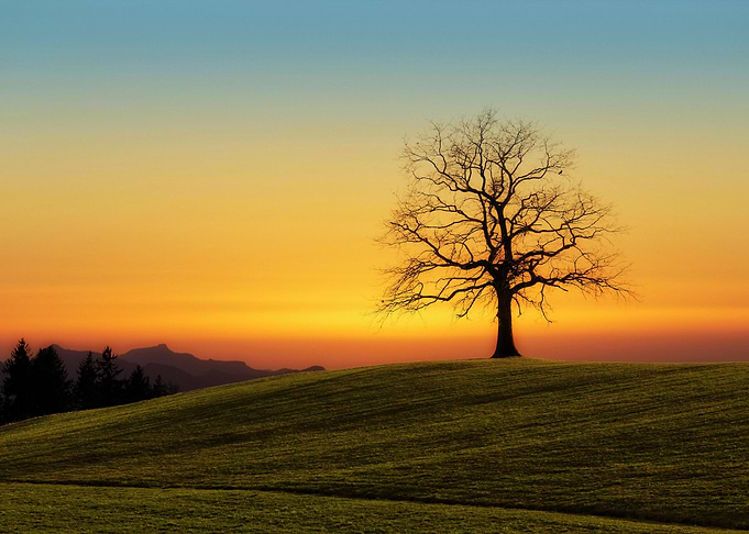 Lone Tree