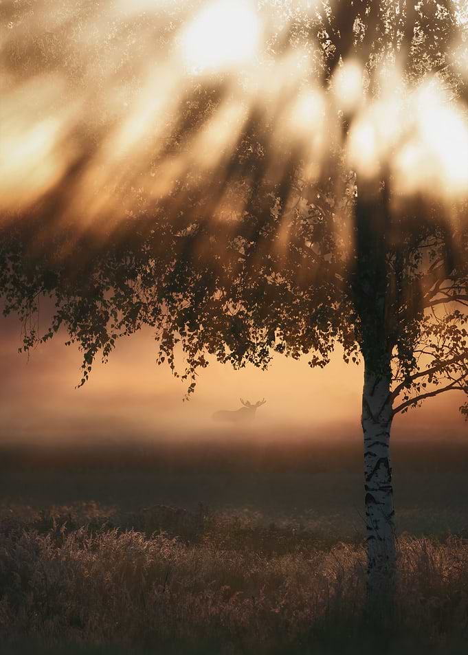 Midnight Sun in Finland