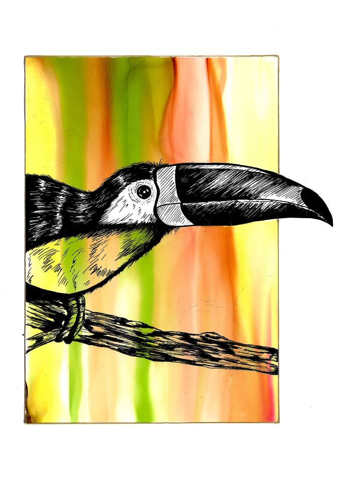 Curious Toucan