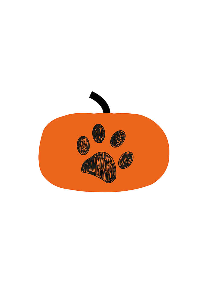Pumpkin with doodle paw