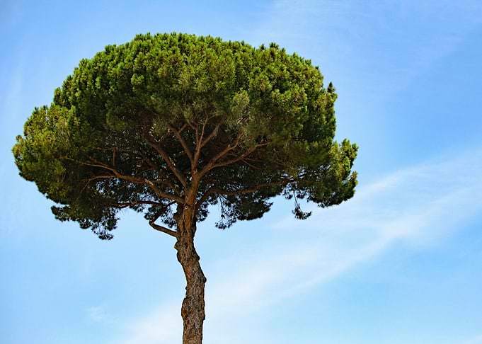 Lone Tree