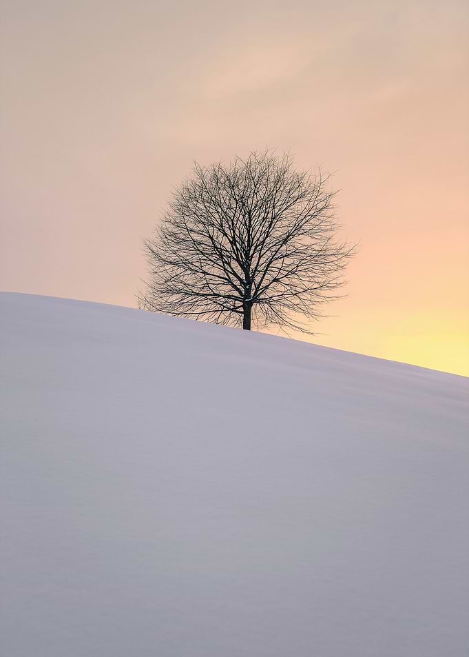 Lone Tree