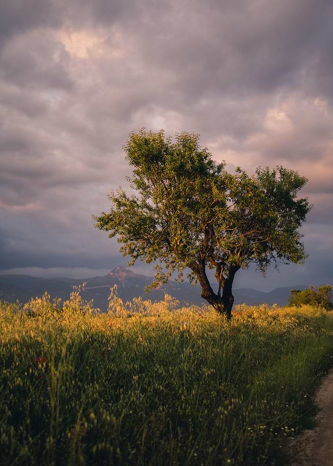 Lone Tree