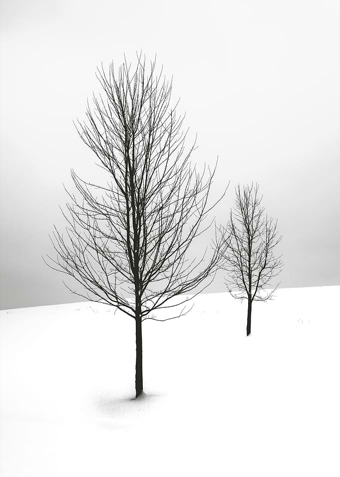 Lone Trees