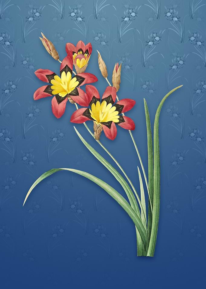 Vintage Ixia Tricolore