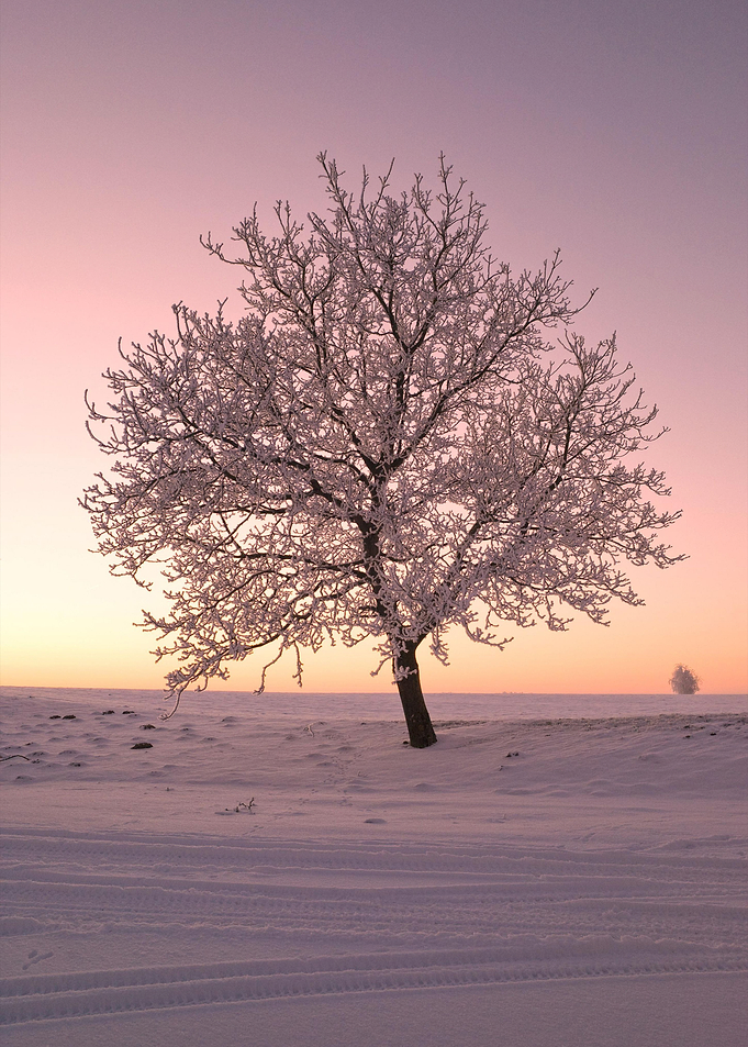 Lone Tree