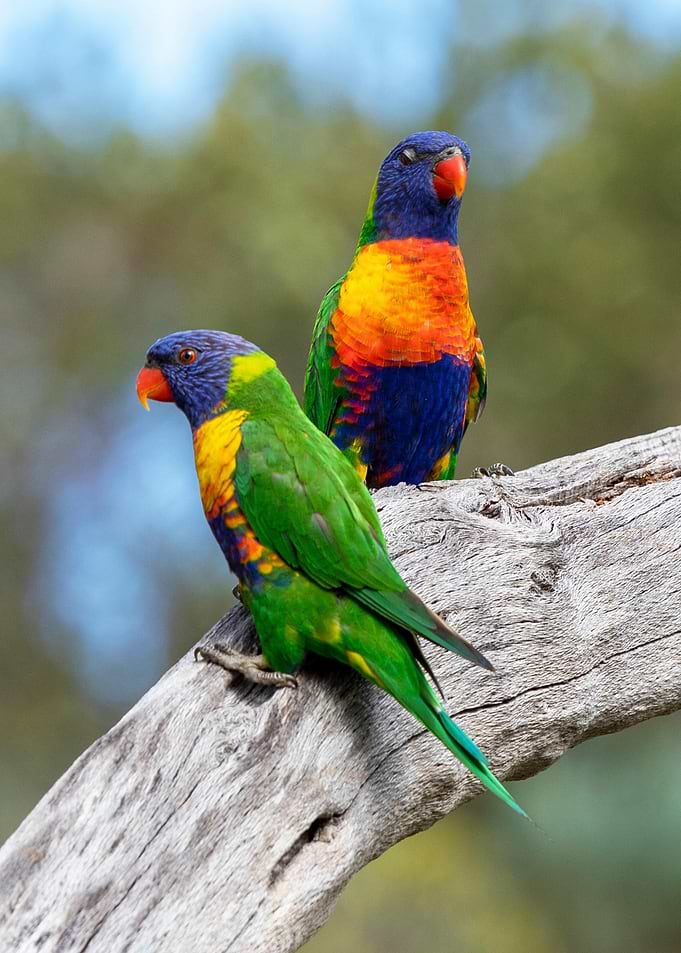 Rainbow Lorikeets