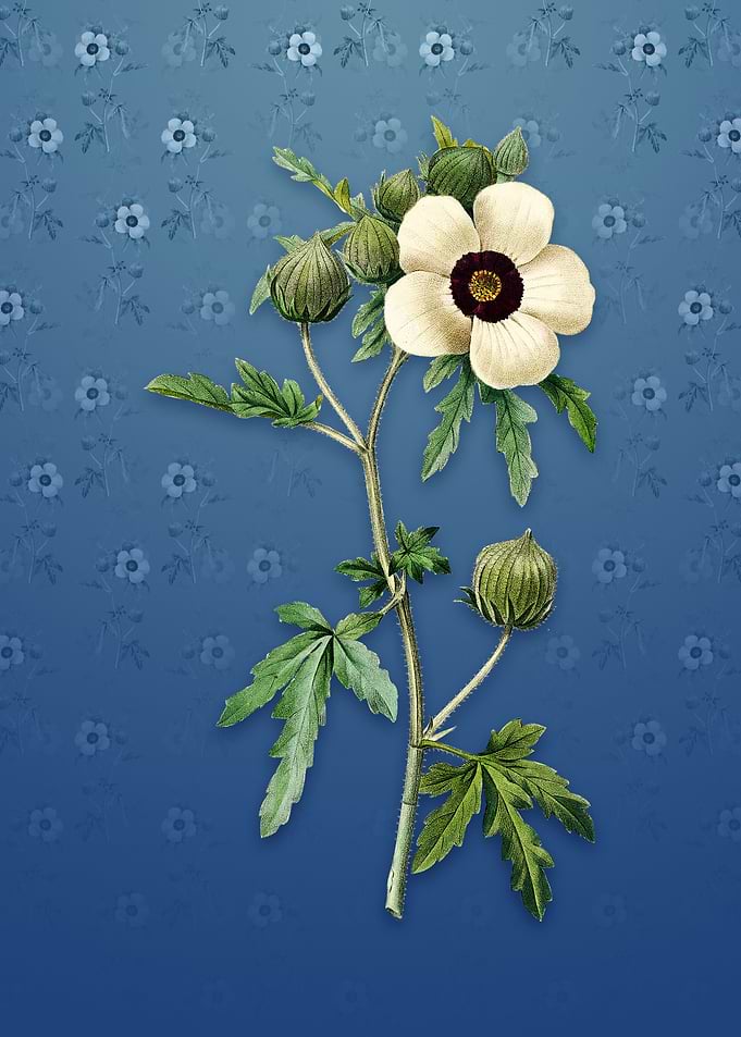 Vintage Venice Mallow